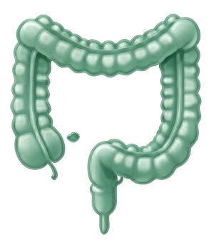 Colon lower GI illustration