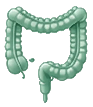 Colon lower GI illustration