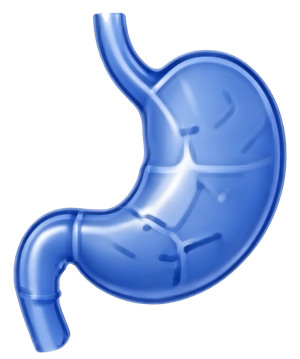Stomach upper GI illustration