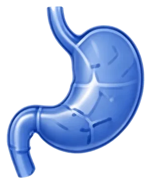 Stomach upper GI illustration
