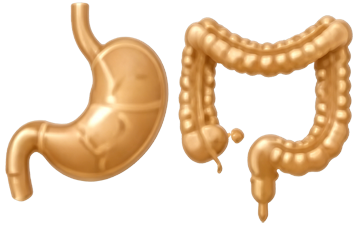 Stomach and colon combined illustration