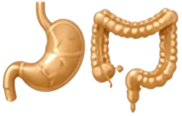 Stomach and colon combined illustration
