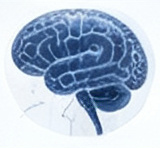 Brain Conditions