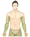 Upper Body