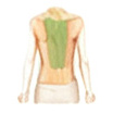 Back & Waist