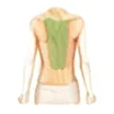 Back & Waist